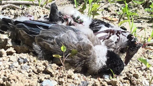 


Tragic Scene of Dead Azure-winged Magpie Chicks (Cyanopica cyanus) on the Ground Swarming with Flies #001
