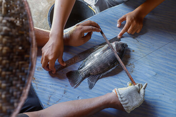 Tilapia Fish Measurement for Aquaculture Research and Fisheries Science © Bastera rusdi