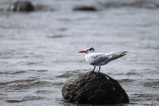 Royal Tern (Thalasseus maximus) Perched on a Rock in the Ocean, Costa Rica