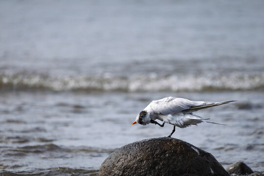 Royal Tern (Thalasseus maximus) Perched on a Rock in the Ocean, Costa Rica
