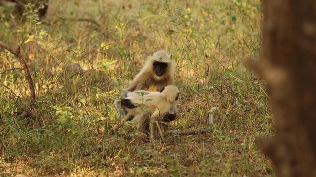 Northern plains gray langur monkey grooming young offspring in dry forest landscape during daylight hours.