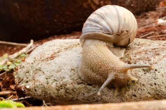 A Large Snail Crawling from A Stone