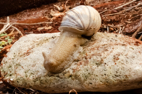 Closeup of a Land Snail with Striped Shell Crawling Across a Rock