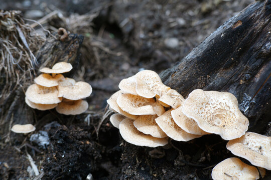 Wild Mushrooms Growing Among Burnt Wood Remains. The Base of a Burnt Tree Covered with Mushrooms.