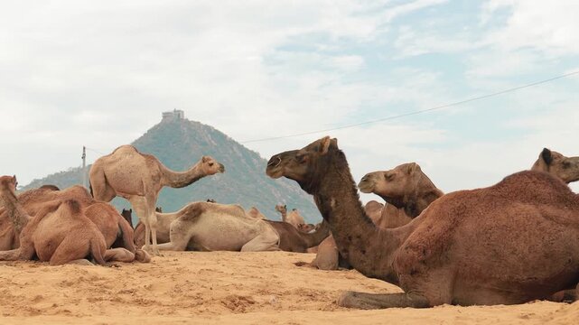 Group of camels resting on desert sand during pushkar fair with mountain temple in background.