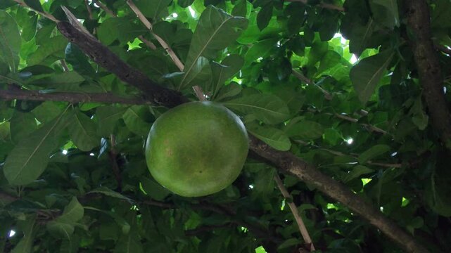 Low angle close up shot of a single round green calabash or berenuk fruit hanging from a branch. The dense green leaves of the tree sway softly in the gentle wind, creating a tropical nature vibe.
