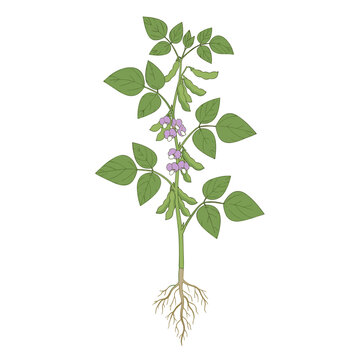 Full soybean plant botanical illustration with roots