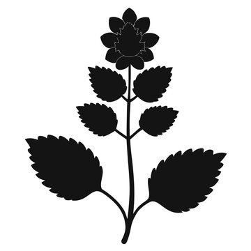 black and white bugleweed black scallop flower