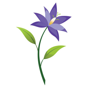 brodiaea laxa corrina flower isolated on white background