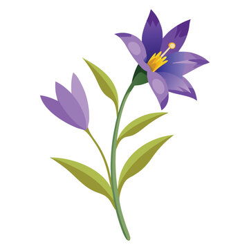 brodiaea laxa corrina flower on white background