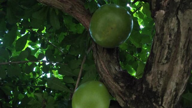 Low angle camera movement tracking multiple green berenuk calabash fruits growing along a thick woody tree trunk.