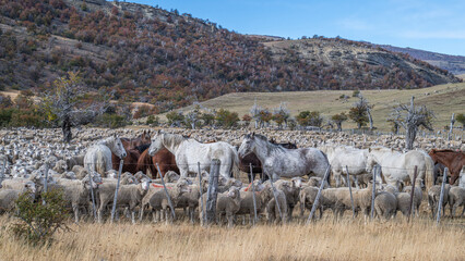 Sheep and Cattle farm Patagonia © Hans