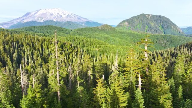 Aerial View Of Mount St Helens Above Evergreen Forest 28
