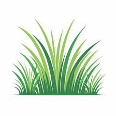 Fototapeta premium Green Grass Illustration