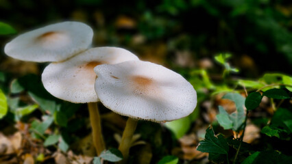 Group of white wild mushrooms growing in tropical forest undergrowth, cluster fungi nature macro, lush green foliage background, organic botanical close-up photography. © Tatah87
