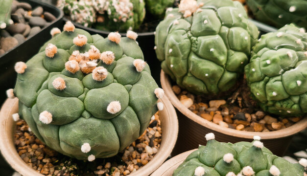 Astrophytum asterias kikko, a rare spineless green cactus succulent, potted in gravel. Close-up of unique bumpy texture and fuzzy areoles in a nursery setting. Perfect for plant lovers.