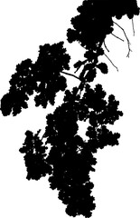Fototapeta premium Vector illustration of a natural large oak branch. Silhouette. White background.