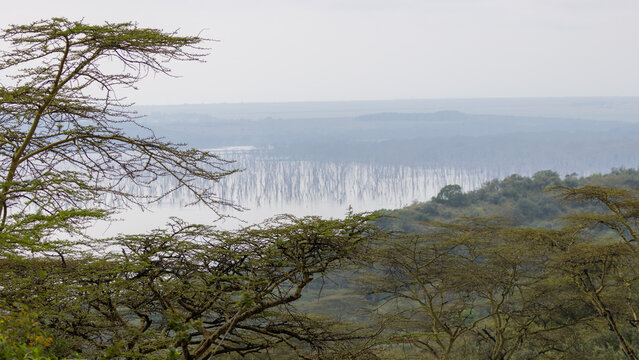 High Angle View of Submerged Trees in Lake Nakuru with Acacia Canopy in Kenya, East Africa