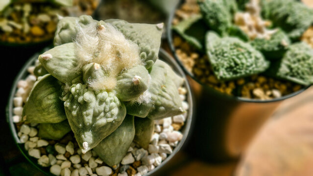 Ariocarpus retusus Cauliflower rare cactus close-up, unique bumpy tubercles and white woolly areoles, potted in white gravel, succulent collection.