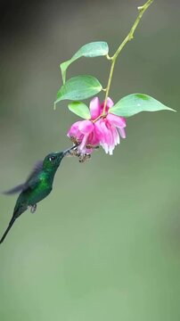 Tiny hummingbird observes busy bees on a vibrant pink flower