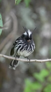 Striking Black and White Bird with Crest Perched on Branch