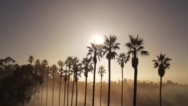 Aerial shot of fog and the rising sun behind a row of palm trees. Los Angeles California.