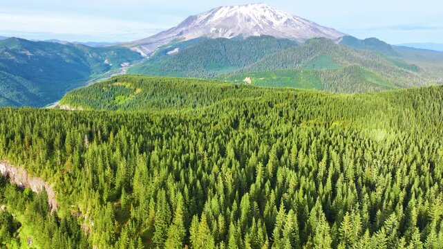 Aerial View Of Mount St Helens Above Evergreen Forest 41