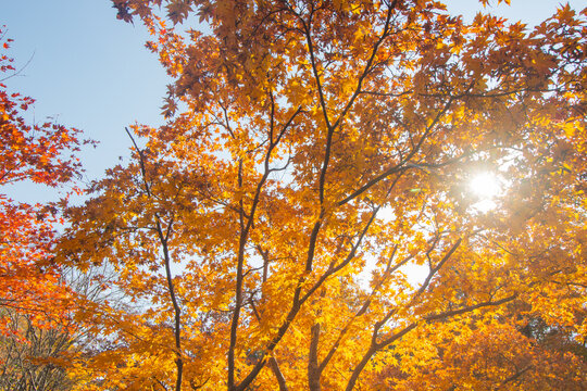 Beautiful maple trees with golden yellow leaves in a park. Tachikawa, Tokyo, Japan