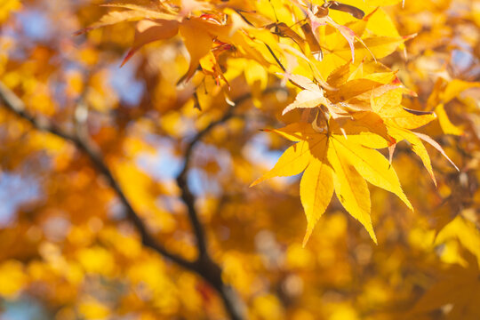 Golden yellow maple leaves and blue sky. Tachikawa, Tokyo, Japan. Wallpaper background, copy space. 