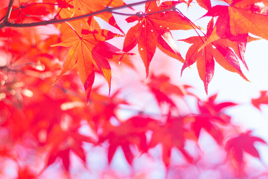 Beautiful and cute red maple leaves wallpaper background. Tachikawa, Tokyo, Japan. Selective focus, blurred background
