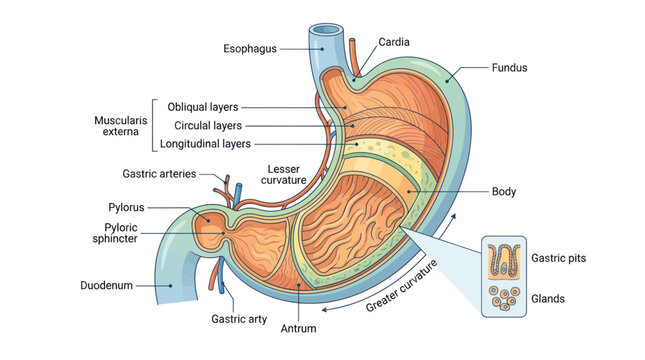 Human Stomach Anatomy Diagram: Cross-Sectional View with Labels