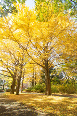 Beautiful golden yellow ginkgo biloba trees in a park. Tachikawa, Tokyo, Japan. Vertical image © MeiYi
