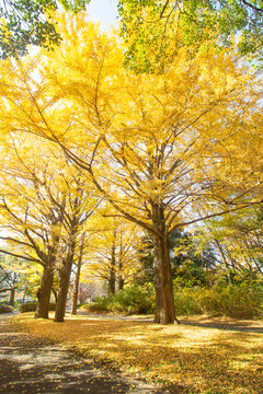 Beautiful golden yellow ginkgo biloba trees in a park. Tachikawa, Tokyo, Japan. Vertical image