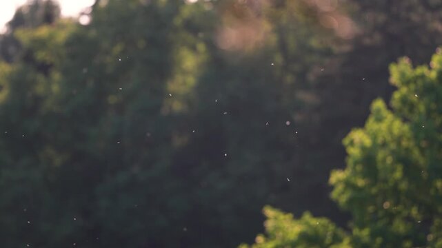 Warm summer day with flying insects buzzing around open air. Hot humid weather insects, mosquito gnat and midges seasonal activity, hovering insects