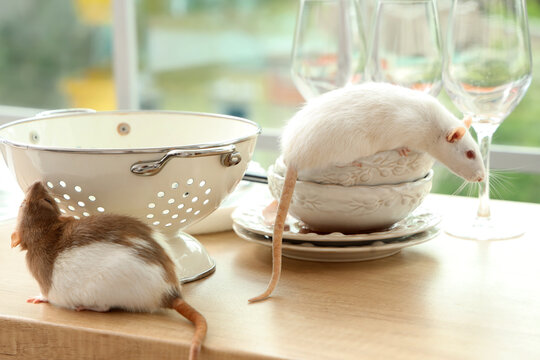 Two domesticated pet rats on kitchen countertop with colander and dishes, rodent infestation and pest control