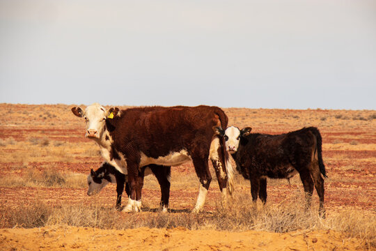 Hereford cow and calves on red dirt, outback South Australia