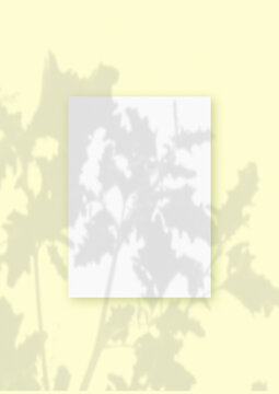 Natural light casts shadows from wildflowers on an rectangular sheet of white paper lying on a vertical yellow background. Mockup