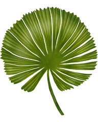 Palm leaf Watercolor © Pasonofme 