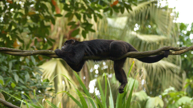 Black Howler Monkey Resting on a Thick Vine in Tropical Rainforest