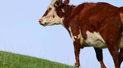 Profile View of a Hereford Cow on a New Zealand Hillside © blueringmedia