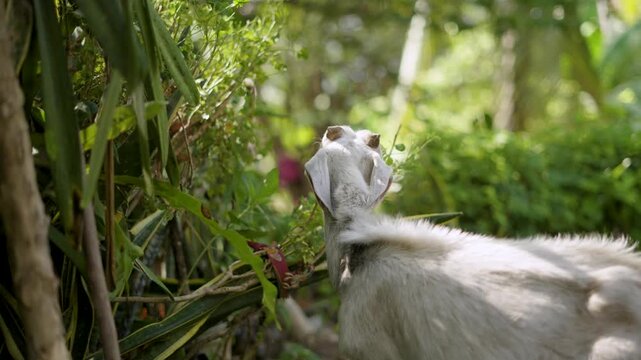 Goat Walking Toward an Urban Garden and Eating Plants in the Afternoon
