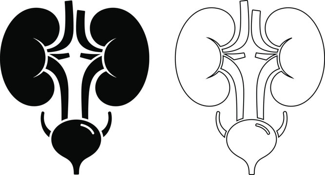 Human Kidney Urological System Icon Set
