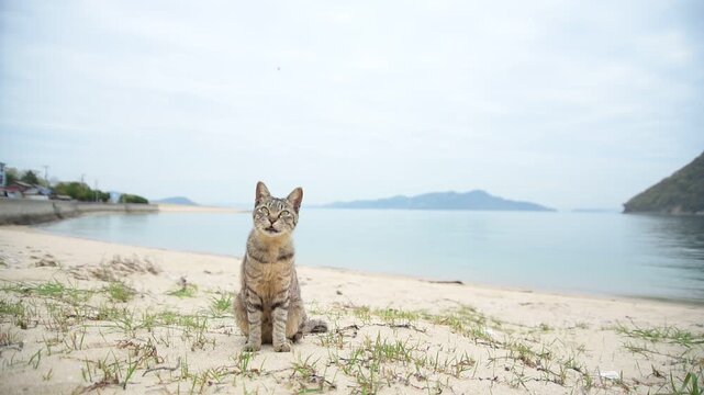 佐柳島の砂浜を歩くキジトラ猫 （香川県仲多度郡多度津町, 2026年4月）