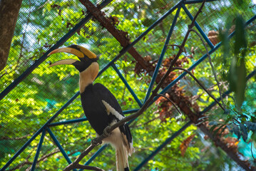 Great hornbill perched on a tree branch inside an aviary enclosure © Gabriel