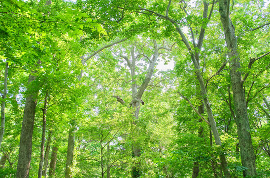 初夏の深まる緑の森の風景 Beautiful fresh green forest in early summer