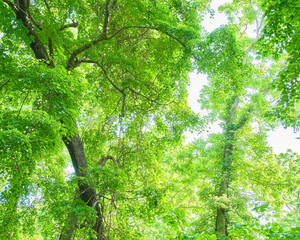 Fototapeta premium 初夏の深まる緑の森と見上げる新緑の木々 Beautiful fresh green forest trees in early summer looking up