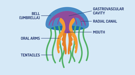 Aquatic Invertebrate Anatomy Jellyfish Structure © Bima