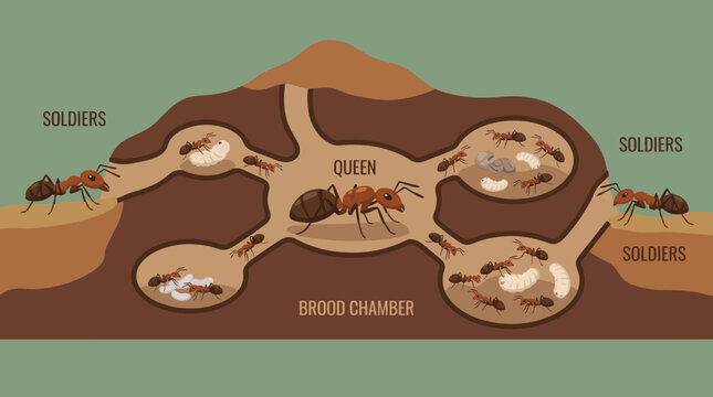 Ant Colony Eusocial Behavior Organization