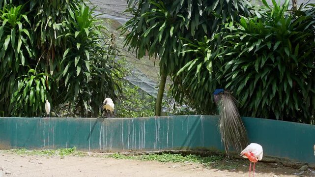 busy day in bird park during afternoon, blue peacock preening its molting feathers, ibis and flamingo preening time, bird sanctuary during the day