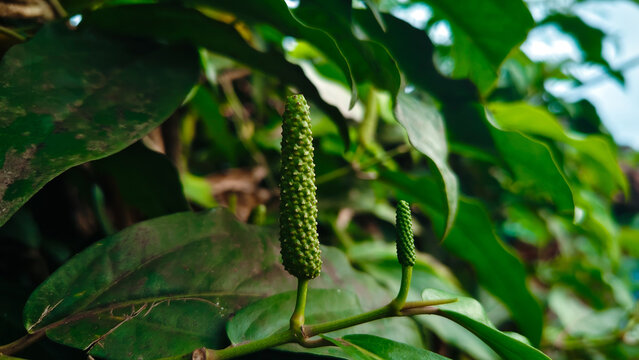 "Unripe green Indonesian long pepper or Cabe Jawa in a tropical garden, cultivated for herbal medicine